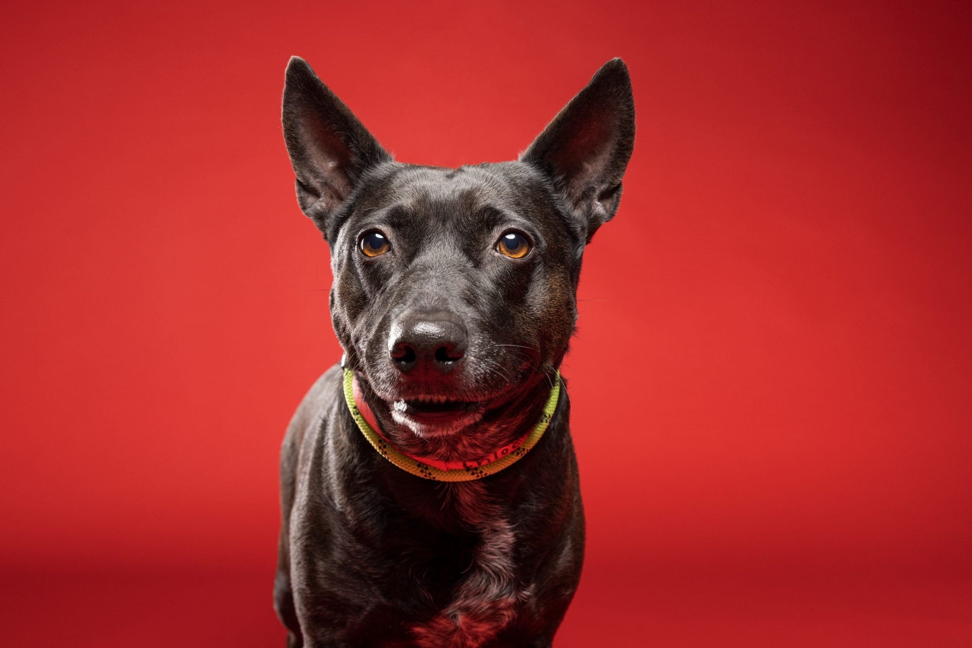 The Importance of Shelter Pet Photography with Adam Goldberg
