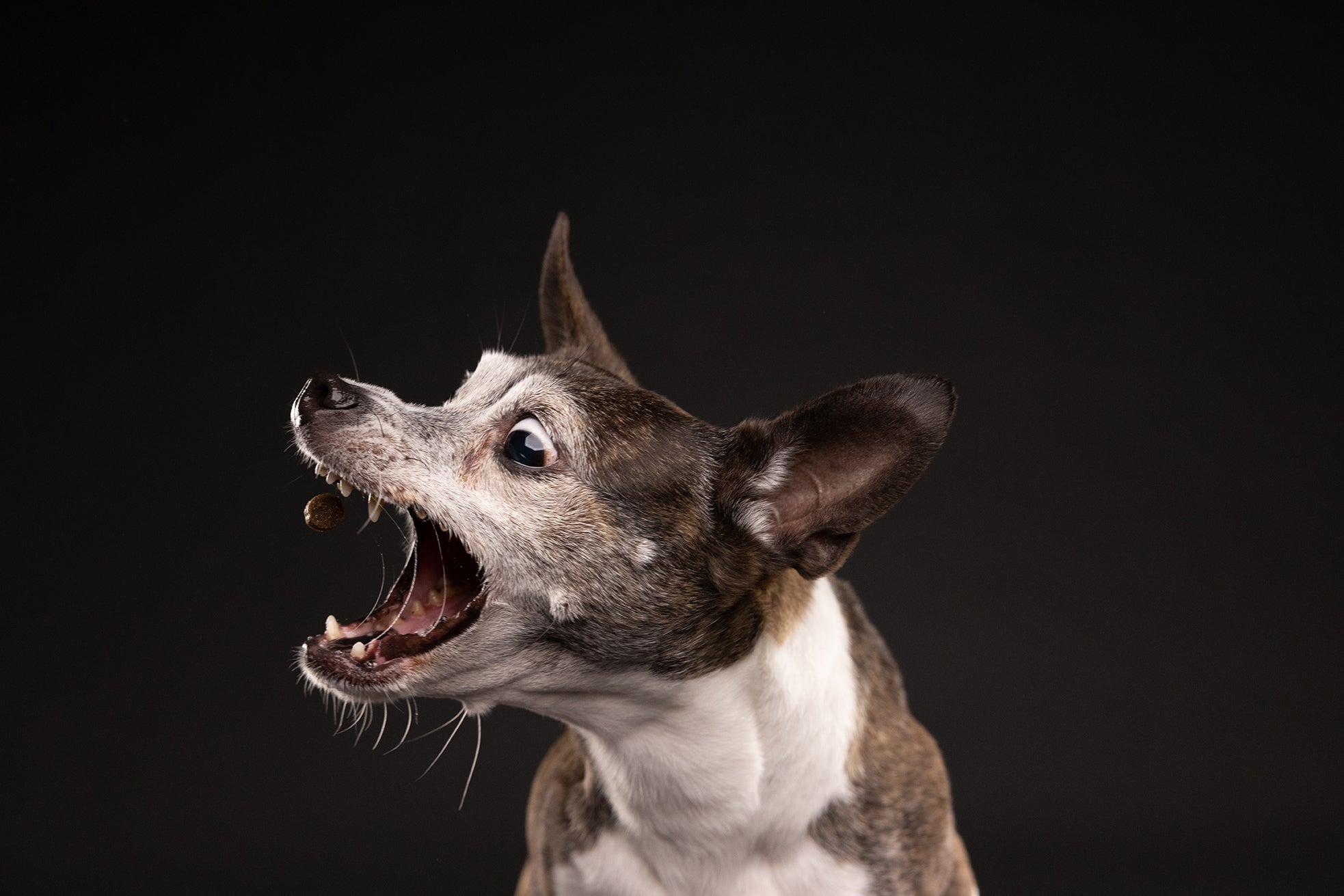 Pet Photography Tips & Posing Tricks