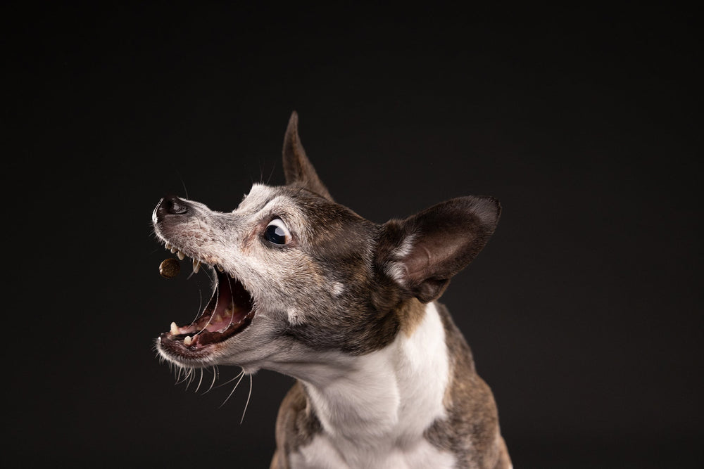 Pet Photography Tips & Posing Tricks